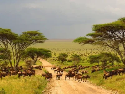 all kind of translators casablanca all kind of translators casablanca