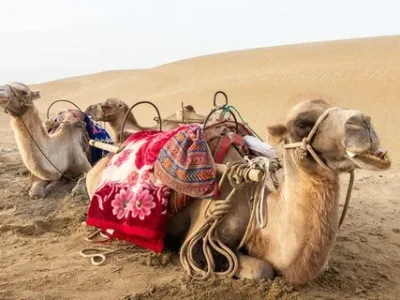 full day desert agadir