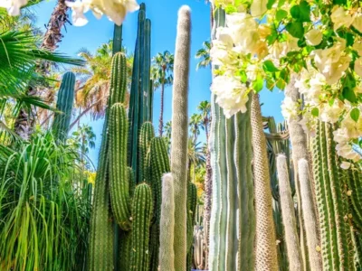 jardin majorelle marrakech