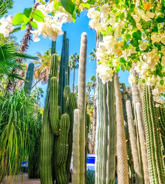 jardin majorelle marrakech